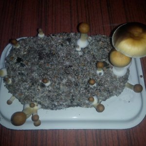 Грибы Pink Buffalo Источник: http://ganjalive.org/index.php?app=gallery&module=images§ion=review&do=process © GanjaLive.org