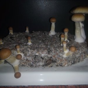 Грибы Pink Buffalo Источник: http://ganjalive.org/index.php?app=gallery&module=images§ion=review&do=process © GanjaLive.org