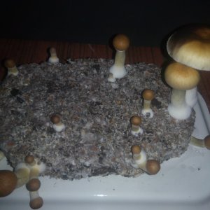 Грибы Pink Buffalo Источник: http://ganjalive.org/index.php?app=gallery&module=images§ion=review&do=process © GanjaLive.org