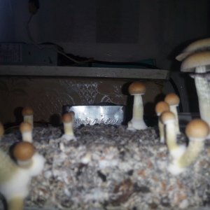Грибы Pink Buffalo Источник: http://ganjalive.org/index.php?app=gallery&module=images§ion=review&do=process © GanjaLive.org