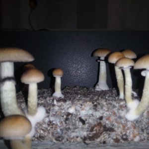 Грибы Pink Buffalo Источник: http://ganjalive.org/index.php?app=gallery&module=images§ion=review&do=process © GanjaLive.org
