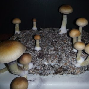 Грибы Pink Buffalo Источник: http://ganjalive.org/index.php?app=gallery&module=images§ion=review&do=process © GanjaLive.org