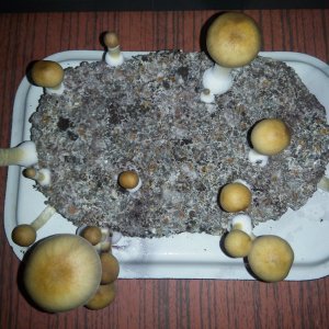 Грибы Pink Buffalo Источник: http://ganjalive.org/index.php?app=gallery&module=images§ion=review&do=process © GanjaLive.org