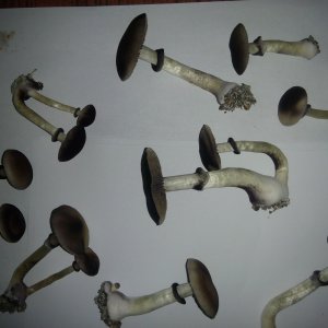 Грибы Pink Buffalo Источник: http://ganjalive.org/index.php?app=gallery&module=images§ion=review&do=process © GanjaLive.org