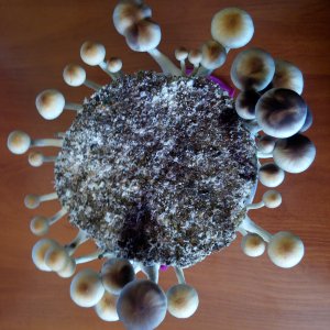 PHOTO 20160816 100744 1