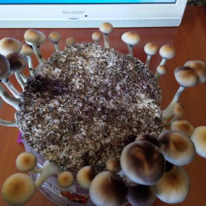 PHOTO 20160816 100755