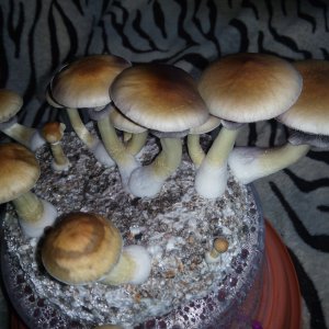 PHOTO_20170319_055144.jpg