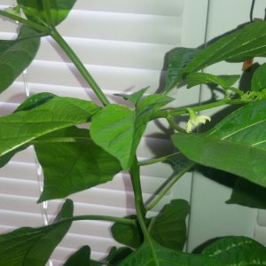 Начало цветения Moruga Scorpion (Trinidad Scorpion, Moruga)