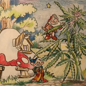 GanjaLive-picture цветение