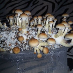 Psylocybe cubensis Pink Buffalo.jpg