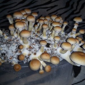 Psylocybe cubensis Pink Buffalo.jpg