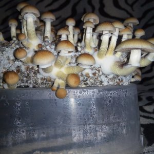 Psylocybe cubensis Pink Buffalo.jpg