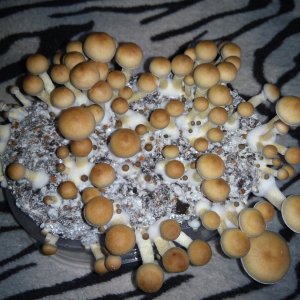 Psylocybe cubensis Pink Buffalo.jpg