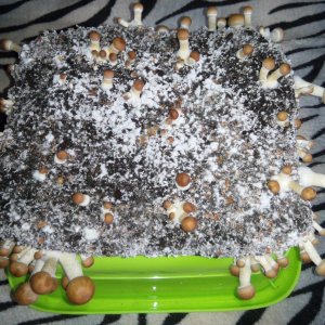 Psylocybe cubensis Pink Buffalo.jpg