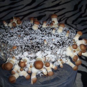 Psylocybe cubensis Pink Buffalo.jpg