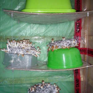 Psylocybe cubensis Pink Buffalo.jpg