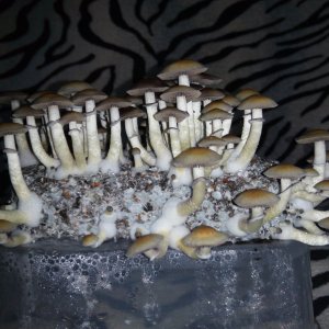 Psylocybe cubensis Pink Buffalo.jpg