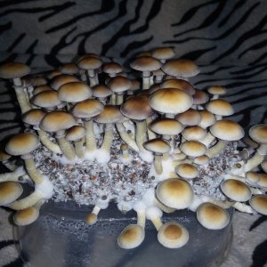 Psylocybe cubensis Pink Buffalo.jpg