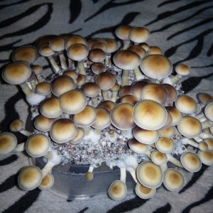 Psylocybe cubensis Pink Buffalo.jpg
