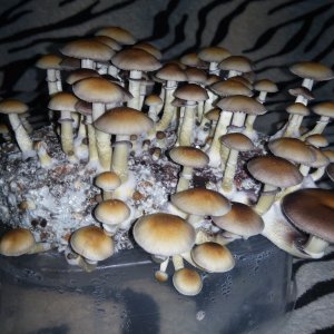 Psylocybe cubensis Pink Buffalo.jpg