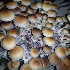 Psylocybe cubensis Pink Buffalo.jpg
