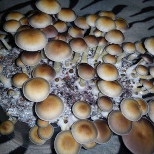Psylocybe cubensis Pink Buffalo.jpg