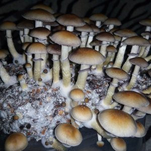 Psylocybe cubensis Pink Buffalo.jpg