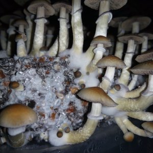 Psylocybe cubensis Pink Buffalo.jpg