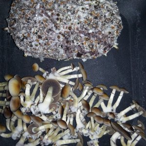 Psylocybe cubensis Pink Buffalo.jpg