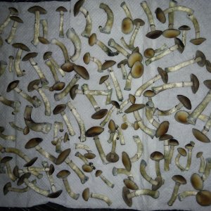 Psylocybe cubensis Pink Buffalo.jpg