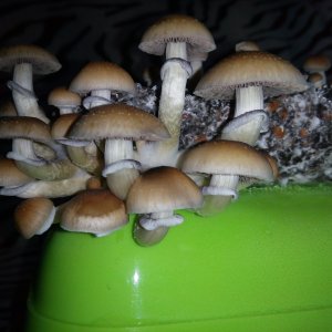 Psylocybe cubensis Pink Buffalo.jpg