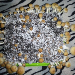 Psylocybe cubensis Pink Buffalo.jpg