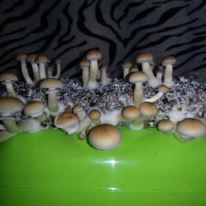 Psylocybe cubensis Pink Buffalo.jpg