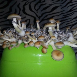 Psylocybe cubensis Pink Buffalo.jpg