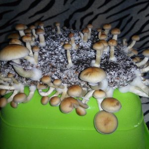 Psylocybe cubensis Pink Buffalo.jpg