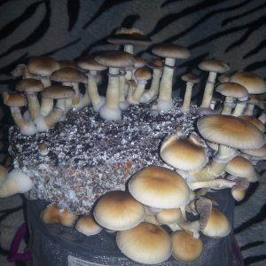 Psylocybe cubensis Pink Buffalo.jpg