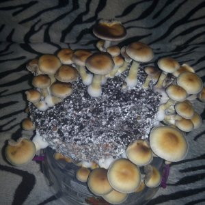 Psylocybe cubensis Pink Buffalo.jpg