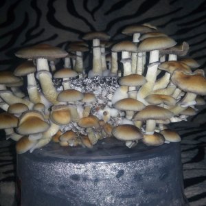 Psylocybe cubensis Pink Buffalo.jpg