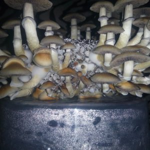 Psylocybe cubensis Pink Buffalo.jpg
