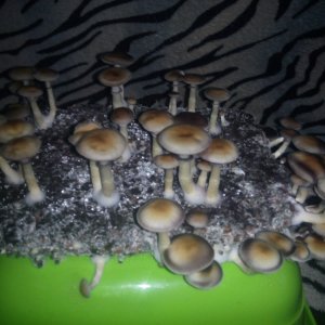 Psylocybe cubensis Pink Buffalo.jpg
