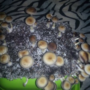 Psylocybe cubensis Pink Buffalo.jpg