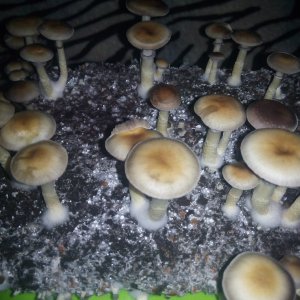 Psylocybe cubensis Pink Buffalo.jpg