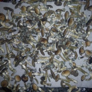 Psylocybe cubensis Pink Buffalo.jpg
