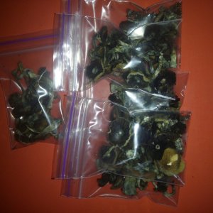 Psylocybe cubensis Pink Buffalo.jpg