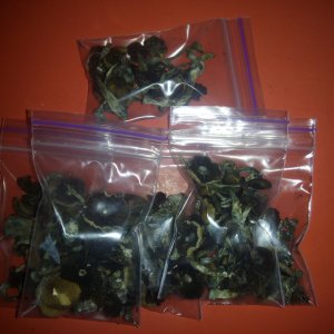 Psylocybe cubensis Pink Buffalo.jpg
