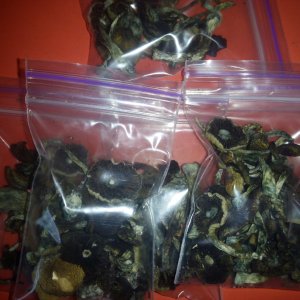 Psylocybe cubensis Pink Buffalo.jpg