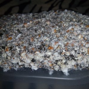 Psylocybe cubensis Pink Buffalo.jpg