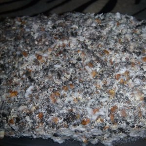 Psylocybe cubensis Pink Buffalo.jpg