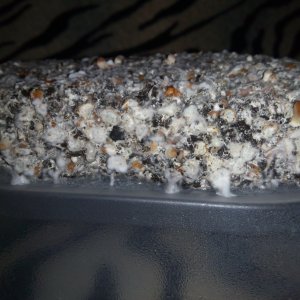 Psylocybe cubensis Pink Buffalo.jpg