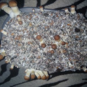Psylocybe cubensis Pink Buffalo.jpg